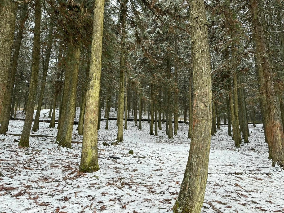 五天暢玩重慶：在仙女山賞雪，在洪崖洞看景，在解放碑打卡（上）